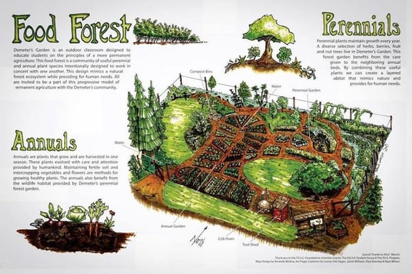 Traditional Farm Design vs. Permaculture Design: What's the Difference?